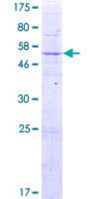 SDS-PAGE: Recombinant Human RG9MTD1 GST (N-Term) Protein [H00054931-P01]