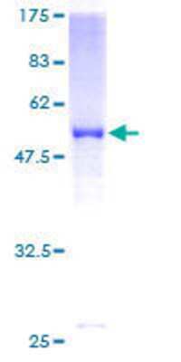 SDS-PAGE: Recombinant Human SOHLH2 GST (N-Term) Protein [H00054937-P01]