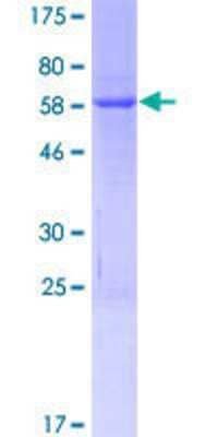 SDS-PAGE: Recombinant Human OCIAD1 GST (N-Term) Protein [H00054940-P01]