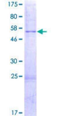 SDS-PAGE: Recombinant Human MRPL16 GST (N-Term) Protein [H00054948-P01]