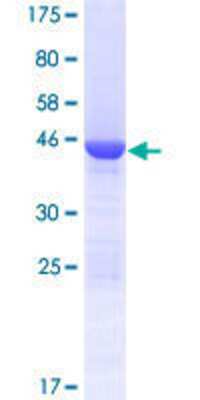 SDS-PAGE: Recombinant Human COMMD8 GST (N-Term) Protein [H00054951-P01]