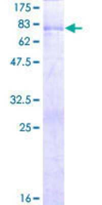 SDS-PAGE: Recombinant Human PAK1 interacting protein 1 GST (N-Term) Protein [H00055003-P01]