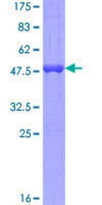 SDS-PAGE: Recombinant Human MED9 GST (N-Term) Protein [H00055090-P01]