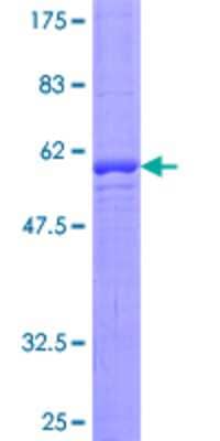 SDS-PAGE: Recombinant Human RALGPS2 GST (N-Term) Protein [H00055103-P01]