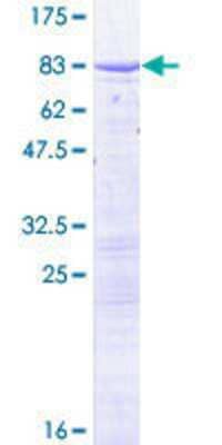 SDS-PAGE: Recombinant Human CT110 GST (N-Term) Protein [H00055105-P01]