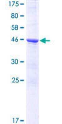 SDS-PAGE: Recombinant Human LARP2 GST (N-Term) Protein [H00055132-P01]