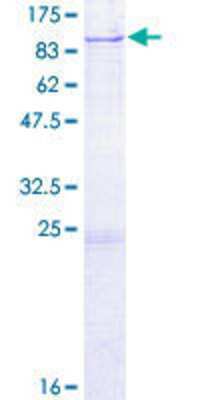 SDS-PAGE: Recombinant Human DARS2 GST (N-Term) Protein [H00055157-P01]