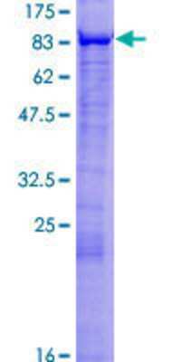 SDS-PAGE: Recombinant Human MSL2L1 GST (N-Term) Protein [H00055167-P01]