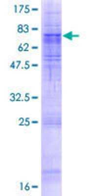 SDS-PAGE: Recombinant Human SEC61A2 GST (N-Term) Protein [H00055176-P01]