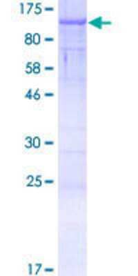 SDS-PAGE: Recombinant Human CASC1 GST (N-Term) Protein [H00055259-P01]