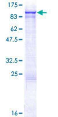 SDS-PAGE: Recombinant Human VPS53 GST (N-Term) Protein [H00055275-P01]