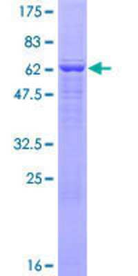 SDS-PAGE: Recombinant Human FGGY carbohydrate kinase domain containing GST (N-Term) Protein [H00055277-P01]