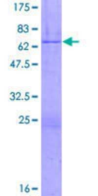 SDS-PAGE: Recombinant Human ZNF444 GST (N-Term) Protein [H00055311-P01]