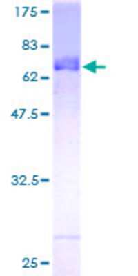 SDS-PAGE: Recombinant Human Fbxl8 GST (N-Term) Protein [H00055336-P01]