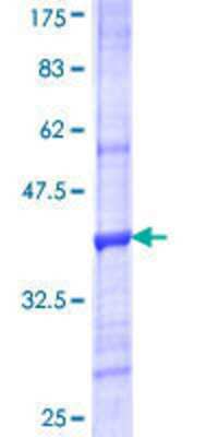 SDS-PAGE: Recombinant Human VNN3 GST (N-Term) Protein [H00055350-Q01]