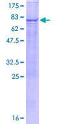 SDS-PAGE: Recombinant Human TBC1D2 GST (N-Term) Protein [H00055357-P01]