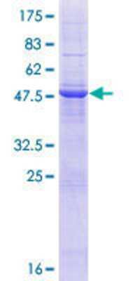 SDS-PAGE: Recombinant Human TMCO6 GST (N-Term) Protein [H00055374-P01]