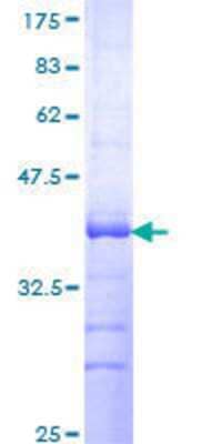 SDS-PAGE: Recombinant Human GPRC5D GST (N-Term) Protein [H00055507-Q01]