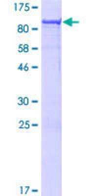 SDS-PAGE: Recombinant Human CDCA7L GST (N-Term) Protein [H00055536-P01]