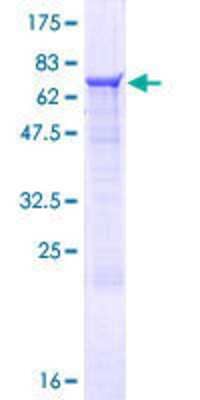 SDS-PAGE: Recombinant Human ZNF821 GST (N-Term) Protein [H00055565-P01]