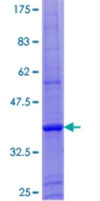 SDS-PAGE: Recombinant Human ZNF673 GST (N-Term) Protein [H00055634-P01]