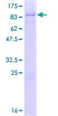 SDS-PAGE: Recombinant Human ZNF692 GST (N-Term) Protein [H00055657-P01]