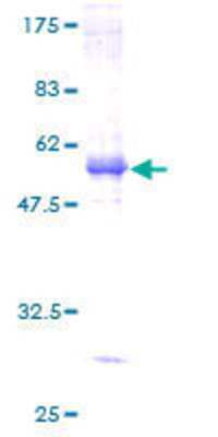 SDS-PAGE: Recombinant Human SLC30A6 GST (N-Term) Protein [H00055676-P01]