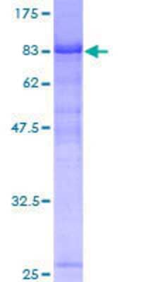 SDS-PAGE: Recombinant Human RBEL1 GST (N-Term) Protein [H00055684-P01]