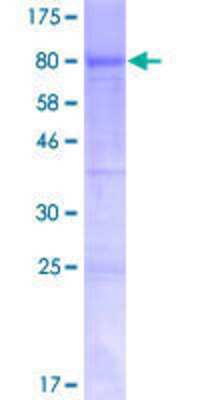 SDS-PAGE: Recombinant Human JMJD2D GST (N-Term) Protein [H00055693-P01]