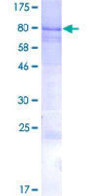 SDS-PAGE: Recombinant Human IQCC GST (N-Term) Protein [H00055721-P01]