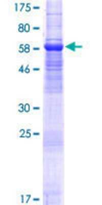 SDS-PAGE: Recombinant Human TMEM30A GST (N-Term) Protein [H00055754-P01]