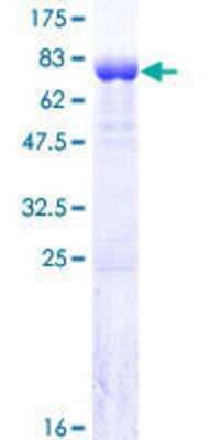 SDS-PAGE: Recombinant Human NY-REN-50 antigen GST (N-Term) Protein [H00055778-P01]