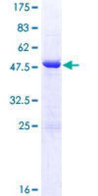 SDS-PAGE: Recombinant Human BIN3 GST (N-Term) Protein [H00055909-P01]