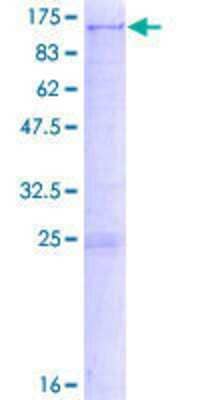 SDS-PAGE: Recombinant Human Sulfatase-2/SULF2 GST (N-Term) Protein [H00055959-P02]