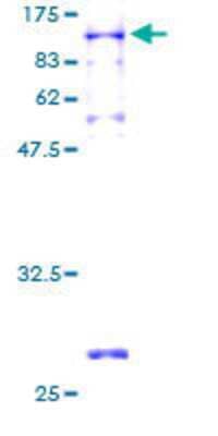 SDS-PAGE: Recombinant Human NXF2 GST (N-Term) Protein [H00056001-P01]