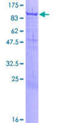 SDS-PAGE: Recombinant Human Protocadherin beta 12 GST (N-Term) Protein [H00056124-P01]