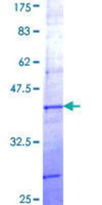 SDS-PAGE: Recombinant Human PCDHB7 GST (N-Term) Protein [H00056129-Q01]