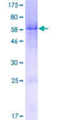 SDS-PAGE: Recombinant Human FAM54B GST (N-Term) Protein [H00056181-P01]