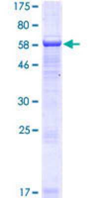 SDS-PAGE: Recombinant Human SERTAD4 GST (N-Term) Protein [H00056256-P01]