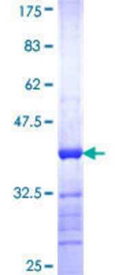 SDS-PAGE: Recombinant Human Carboxypeptidase X1/CPXM1 GST (N-Term) Protein [H00056265-Q01]