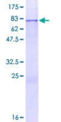 SDS-PAGE: Recombinant Human ERO1LB GST (N-Term) Protein [H00056605-P01]