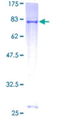 SDS-PAGE: Recombinant Human RNF23 GST (N-Term) Protein [H00056658-P01]