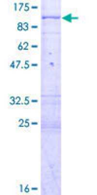 SDS-PAGE: Recombinant Human PAK6 GST (N-Term) Protein [H00056924-P01]