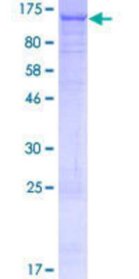 SDS-PAGE: Recombinant Human VPS35L GST (N-Term) Protein [H00057020-P01]