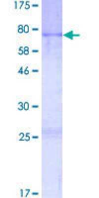 SDS-PAGE: Recombinant Human AVEN GST (N-Term) Protein [H00057099-P01]