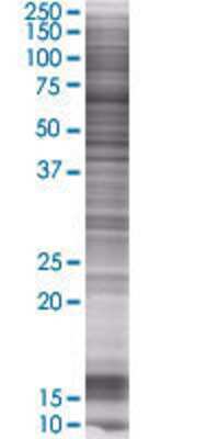 Other: MAN1C1 293T Cell Transient Overexpression Lysate [H00057134-T01]