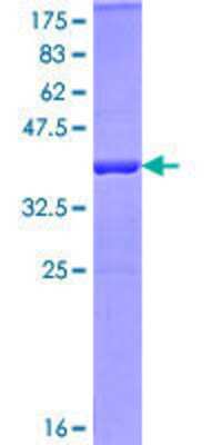 SDS-PAGE: Recombinant Human Pellino 1 GST (N-Term) Protein [H00057162-P01]