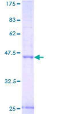 SDS-PAGE: Recombinant Human NIPAL3 GST (N-Term) Protein [H00057185-P01]