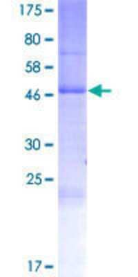 SDS-PAGE: Recombinant Human RHBDD2 GST (N-Term) Protein [H00057414-P01]