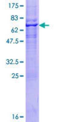 SDS-PAGE: Recombinant Human RNF150 GST (N-Term) Protein [H00057484-P01]